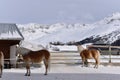 Ski resort with beautiful haflinger horses in the snow Royalty Free Stock Photo