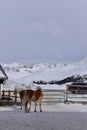 Ski resort with beautiful haflinger horses in the snow Royalty Free Stock Photo
