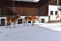 Ski resort with beautiful haflinger horses in the snow Royalty Free Stock Photo