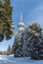 Ski resort of Pamporovo, Bulgaria. Snow covered spruce trees, ski slope and Snezhanka Tower. Winter holidays, vacation