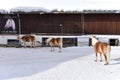 Ski resort stables with beautiful haflinger horses in the snow Royalty Free Stock Photo