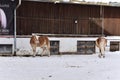 Ski resort stables with beautiful haflinger horses in the snow Royalty Free Stock Photo