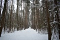 Ski road through the snowy pine forest. Tall pines on the branches of trees snow Royalty Free Stock Photo