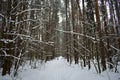 Ski road through the snowy pine forest. Tall pines on the branches of trees snow Royalty Free Stock Photo