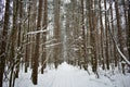 Ski road through the snowy pine forest. Tall pines on the branches of trees snow Royalty Free Stock Photo