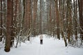 Ski road through the snowy pine forest. Tall pines on the branches of trees snow and ice. Girl