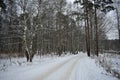 Ski road through the snowy pine forest. Tall pines on the branches of trees snow Royalty Free Stock Photo