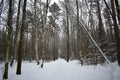 Ski road through the snowy pine forest. Tall pines on the branches of trees snow Royalty Free Stock Photo