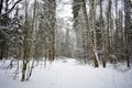 Ski road through the snowy pine forest. Tall pines on the branches of trees snow Royalty Free Stock Photo