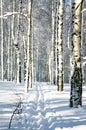 Ski run in winter forest in sunlight Royalty Free Stock Photo