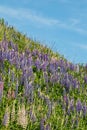 Ski slope with blue lupine flowers at summer