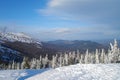 Ski slope with snow-covered spruce trees