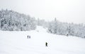 Ski slopes in the coniferous forest in 'Kolasin 1450' mountain ski resort Royalty Free Stock Photo