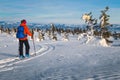 Ski touring in the deep powder snow, Carpathians, Transylvania, Romania Royalty Free Stock Photo