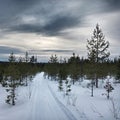 Ski track in conifer forest in Lapland