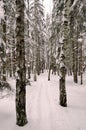 Ski track in the forest Royalty Free Stock Photo