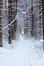 Ski track in the forest Royalty Free Stock Photo