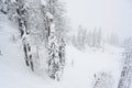 A ski track in the forest on a steep mountain slope in a snowstorm, with distant silhouettes of skiers below Royalty Free Stock Photo