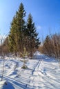 The ski track goes into the woods