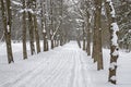 Ski track in the snow along the tree lane in the park in winter. Royalty Free Stock Photo
