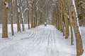 Ski track in the snow along the tree lane in the park in winter. Royalty Free Stock Photo