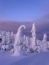 Ski track in the snowy winter forest