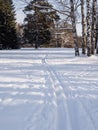 Ski track on a sunny forest glade Royalty Free Stock Photo