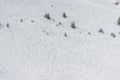 Ski tracks through powder snow and small trees down a hill