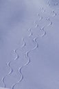 Ski tracks Royalty Free Stock Photo