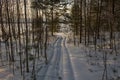 Ski tracks in the woods. A path in a dense snowy forest