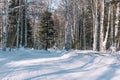 Ski trail in the forest. Traasa in the winter forest. The road for walking through the winter forest. Taiga in the winter. Tracks Royalty Free Stock Photo