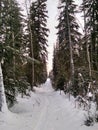 Ski trail Royalty Free Stock Photo