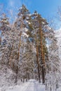 Ski trail in the winter forest. Snowy forest and sunny weather