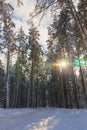 Ski trail in the winter forest. Snowy forest and sunny weather