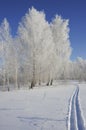 Ski walk in the winter wood in sunny day