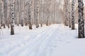 Ski in the winter grove