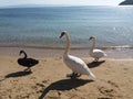 Skiathos in the Aegean Sea