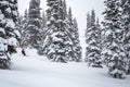 skier passing through snowcovered pines