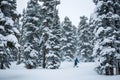 skier passing through snowcovered pines