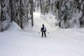 Skier skiing in Winter forest