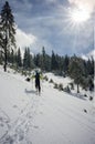 Skier walking through the snow near a fir forest Royalty Free Stock Photo