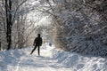 skier in winter forest