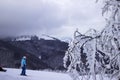 Skiers go skiing in the Carpathian mountains, lots of snow winter