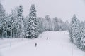 Skiers ride down a snowy mountain slope among a coniferous forest Royalty Free Stock Photo