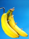 Skiing on bananas Royalty Free Stock Photo
