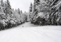 Skiing, skier, winter sport - woman skiing downhill Royalty Free Stock Photo