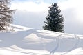 Skiing tracks around fir tree in Dolomites, Italy