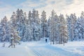 Skiing trail in beautiful winter forest Royalty Free Stock Photo