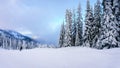 Skiing in a Winter Landscape with Snow Covered Trees on the Ski Hills near the village of Sun Peaks