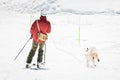 Skijoring dog racing practice on ski slopes. Winter dog sport competition. Siberian husky dog pulls skier. Active skiing on snowy Royalty Free Stock Photo
